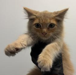 Shelter Stray Male Cat last seen Near Boston Avenue, San Diego, CA, 92113, 5500 Gaines St, San Diego, CA 92110, USA