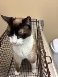 Shelter Stray Female Cat last seen Near E Sprague Avenue, SPOKANE VALLEY, WA, 99037, 6815 E Trent Ave, Spokane, WA 99212, USA