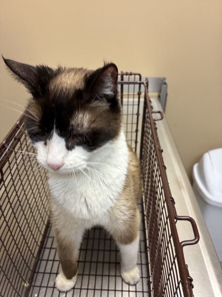 Shelter Stray Female Cat last seen Near E Sprague Avenue, SPOKANE VALLEY, WA, 99037, 6815 E Trent Ave, Spokane, WA 99212, USA