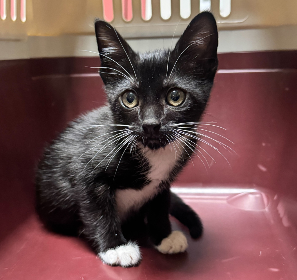 Shelter Stray Female Cat last seen Near Floresta Boulevard, SAN LEANDRO, CA, 94578, 8323 Baldwin St, Oakland, CA 94621, USA