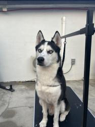 Found/Stray Male Dog last seen North Miami, North Miami, FL 33161