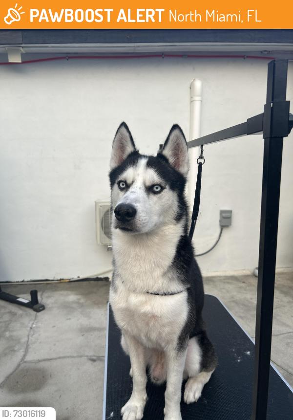 Found/Stray Male Dog last seen North Miami, North Miami, FL 33161
