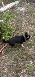 Found/Stray Male Dog last seen On the side of the road, Hollywood, FL 33020