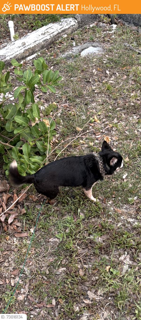 Found/Stray Male Dog last seen On the side of the road, Hollywood, FL 33020