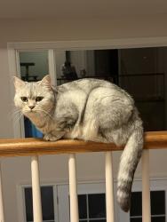 Lost Female Cat last seen Grangeover Ave, London, ON, London, ON N6G