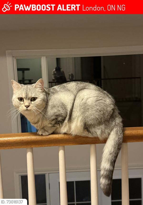 Lost Female Cat last seen Grangeover Ave, London, ON, London, ON N6G