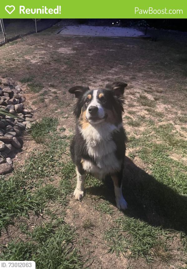Reunited Male Dog last seen Near Franklin Hills Court, Randleman NC, Randolph County, NC 27230
