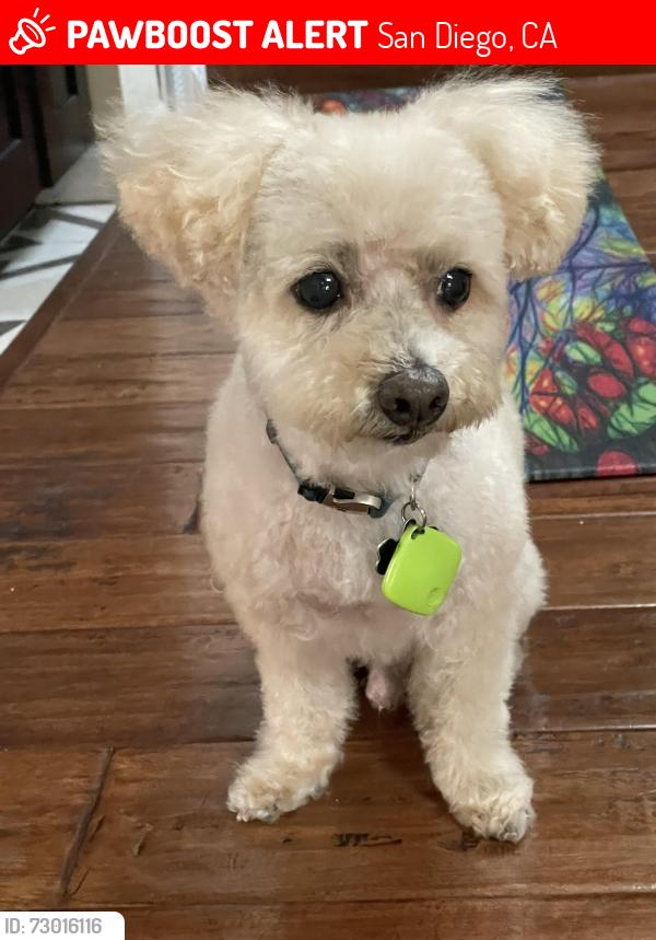 Lost Male Dog last seen Commonwealth and Boundary Street, San Diego, CA 92104