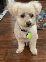 Lost Male Dog last seen Commonwealth and Boundary Street, San Diego, CA 92104