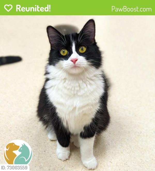 Reunited Female Cat last seen Mason st, Saginaw, MI 48602