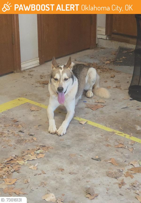 Found/Stray Male Dog last seen Apple Valley neighborhood off of Hefner Road between Air Depot and Midwest Boulevard, Oklahoma City, OK 73151