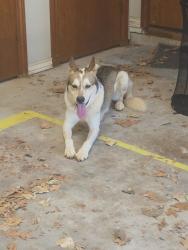 Found/Stray Male Dog last seen Apple Valley neighborhood off of Hefner Road between Air Depot and Midwest Boulevard, Oklahoma City, OK 73151