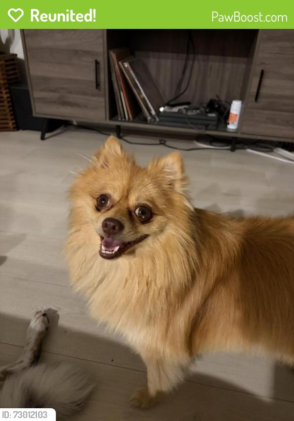 Reunited Male Dog last seen Eagle Glen Alvarado Neighborhood, Alvarado, TX 76009