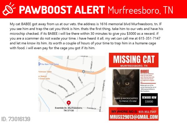 Lost Male Cat last seen EVENTIDE DRIVE, Murfreesboro, TN 37129