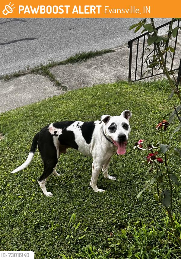 Found/Stray Male Dog last seen Richardt, Evansville, IN 47711