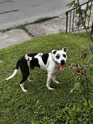 Found/Stray Male Dog last seen Richardt, Evansville, IN 47711