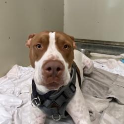 Shelter Stray Male Dog last seen , 6621 Westminster Ave, Garden Grove, CA 92844, USA