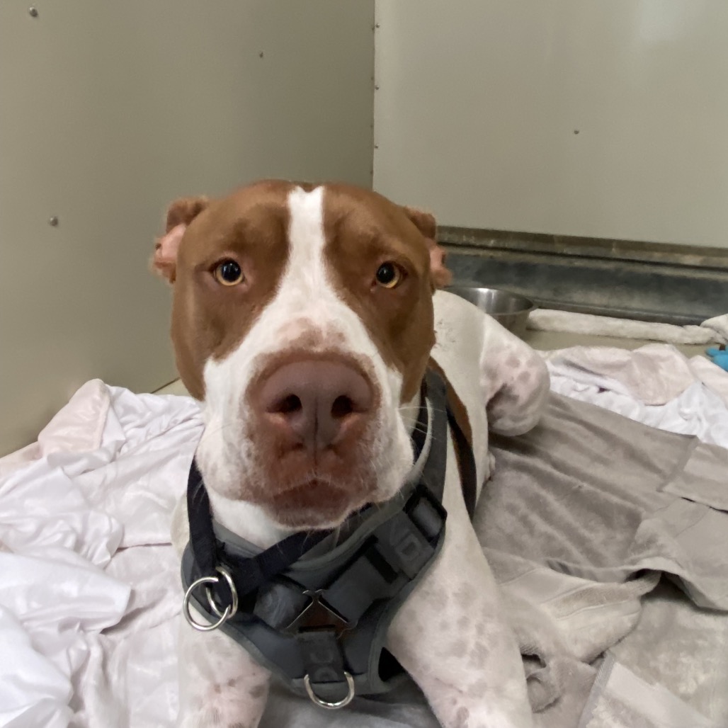 Shelter Stray Male Dog last seen , 6621 Westminster Ave, Garden Grove, CA 92844, USA