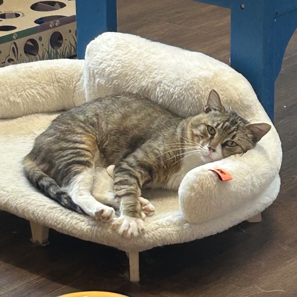 Shelter Stray Male Cat last seen , 8020 Washington St, Port Richey, FL 34668, USA