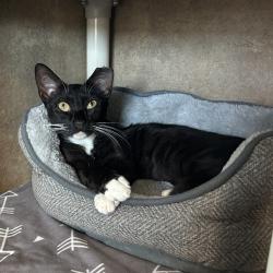 Shelter Stray Female Cat last seen , 8020 Washington St, Port Richey, FL 34668, USA