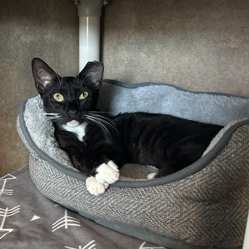 Shelter Stray Female Cat last seen , 8020 Washington St, Port Richey, FL 34668, USA