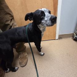 Shelter Stray Male Dog last seen , 4500 N Access Rd, Chattanooga, TN 37415, USA