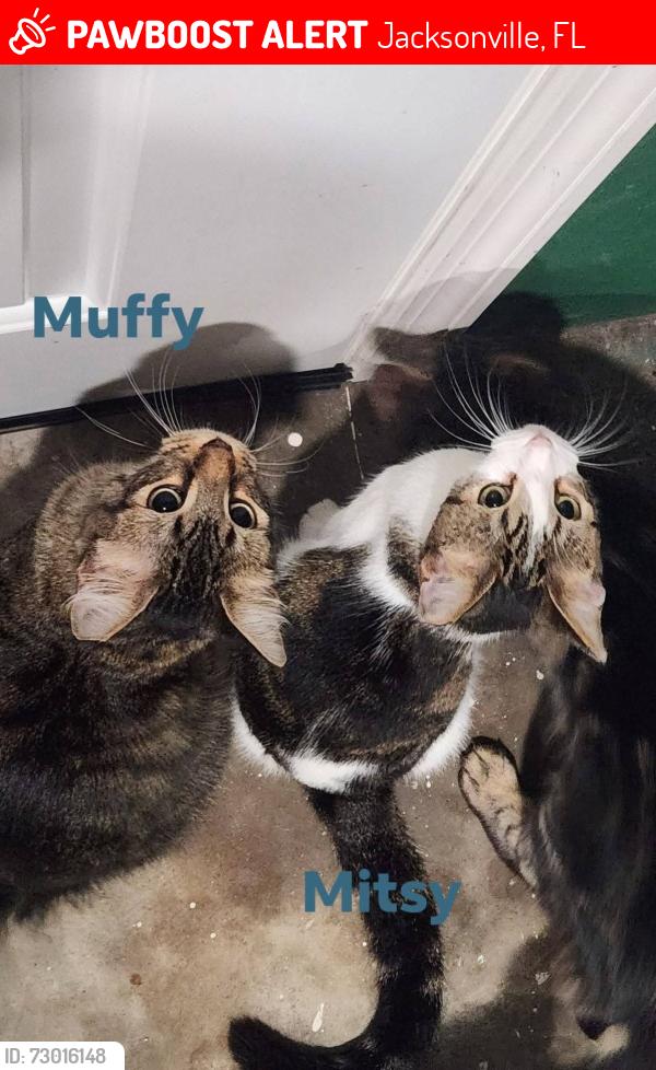 Lost Female Cat last seen Monroe smith rd s & 103rd, Jacksonville, FL 32210