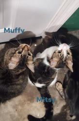 Lost Female Cat last seen Monroe smith rd s & 103rd, Jacksonville, FL 32210