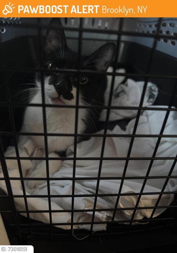 Found/Stray Female Cat last seen Lott ave, Brooklyn, NY 11212