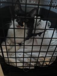 Found/Stray Female Cat last seen Lott ave, Brooklyn, NY 11212