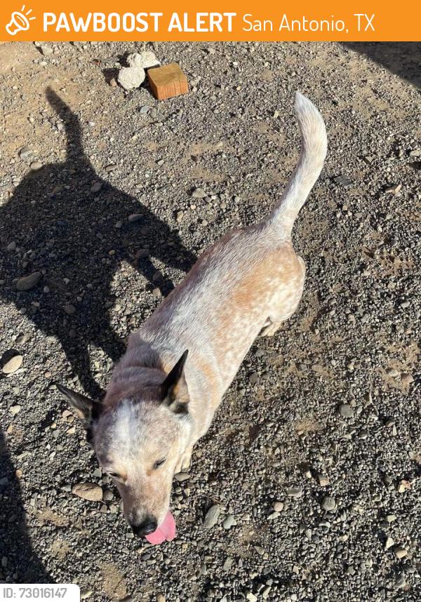 Found/Stray Male Dog last seen Bandera & Woodlawn Saint Marys Univ, San Antonio, TX 78228