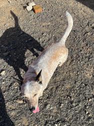 Found/Stray Male Dog last seen Bandera & Woodlawn Saint Marys Univ, San Antonio, TX 78228