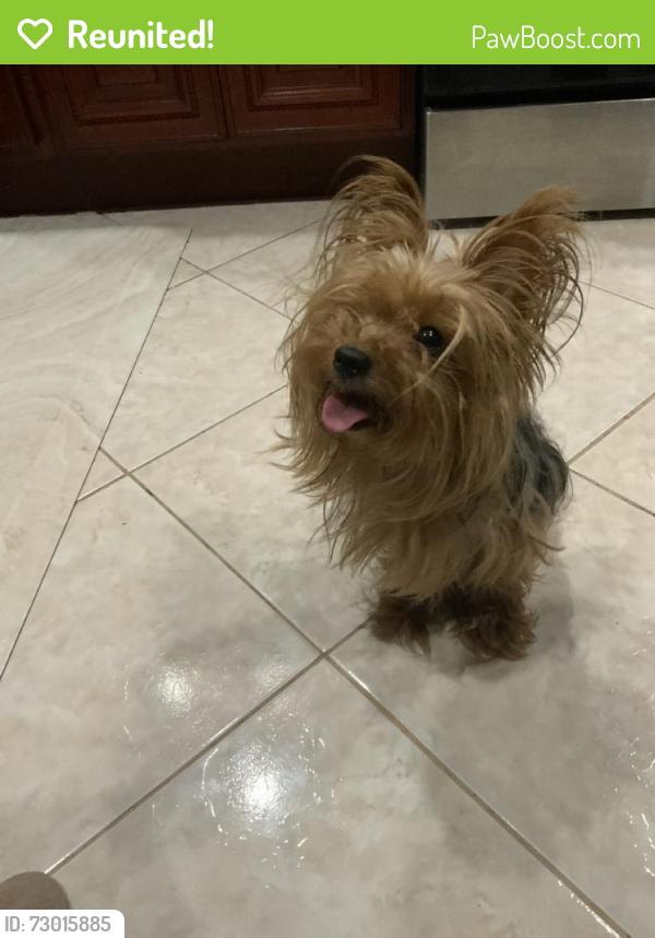 Reunited Female Dog last seen Avenue D, Brooklyn, NY, USA, Brooklyn, NY 11203