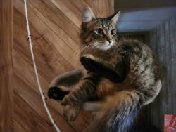 Lost Female Cat last seen Monroe smith rd s & 103rd, Jacksonville, FL 32210