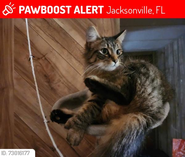 Lost Female Cat last seen Monroe smith rd s & 103rd, Jacksonville, FL 32210
