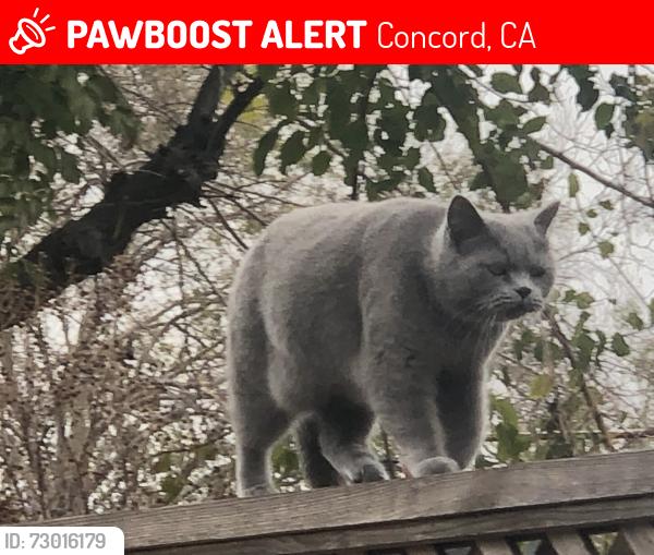 Lost Female Cat last seen Oak Grove Rd, Concord, CA 94518