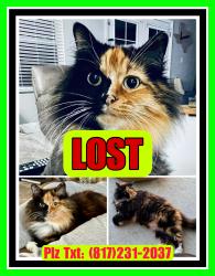 Reunited Female Cat last seen Bowen & California , Arlington, TX 76015