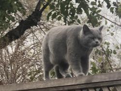 Lost Female Cat last seen Oak Grove Rd, Concord, CA 94518
