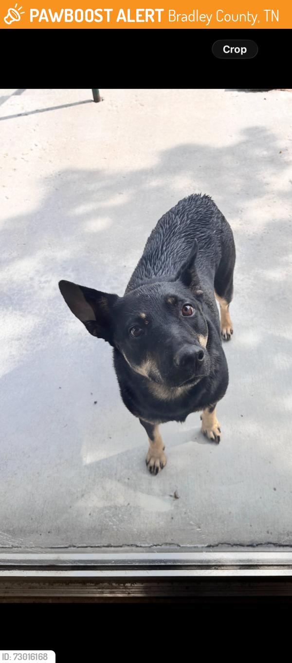 Found/Stray Female Dog last seen Woodway Pallet Company No pone Rd., Bradley County, TN 37336