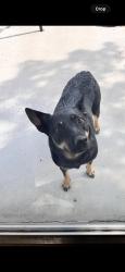 Found/Stray Female Dog last seen Woodway Pallet Company No pone Rd., Bradley County, TN 37336