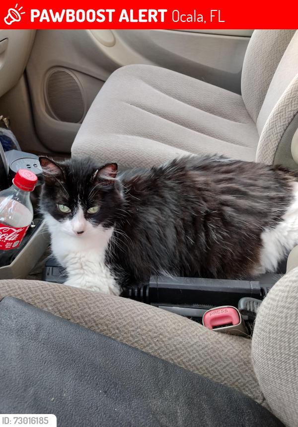 Lost Female Cat last seen Near NW 35th ave n 34475, Ocala, FL 34475