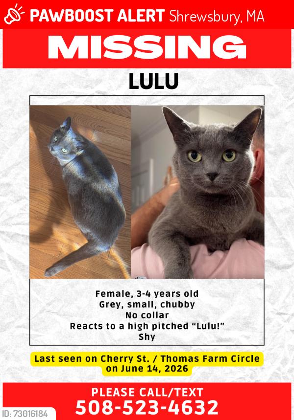 Lost Female Cat last seen Thomas Farm Circle, Shrewsbury, MA 01545