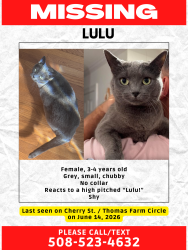 Lost Female Cat last seen Thomas Farm Circle, Shrewsbury, MA 01545