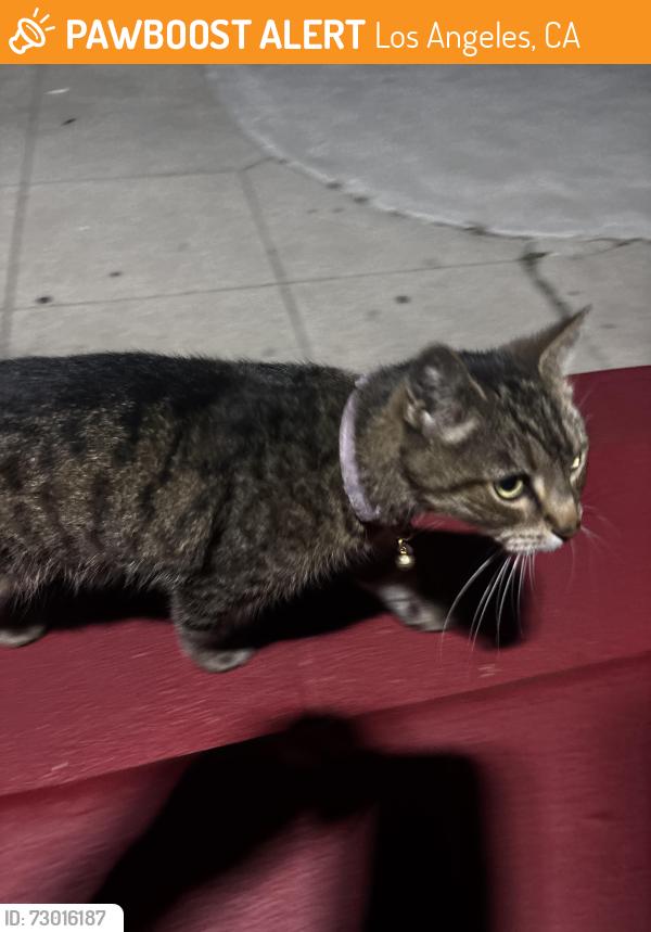 Found/Stray Female Cat last seen 1st st and s new hampshire, Los Angeles, CA 90004