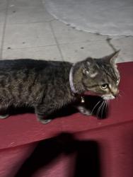 Found/Stray Female Cat last seen 1st st and s new hampshire, Los Angeles, CA 90004