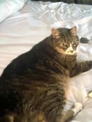 Reunited Male Cat last seen Cawthra and Beckenridge (S of Burnamthorpe) , Mississauga, ON L5A 2Y3