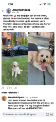 Lost Female Dog last seen Bremalea, Brampton , Brampton, ON L6S