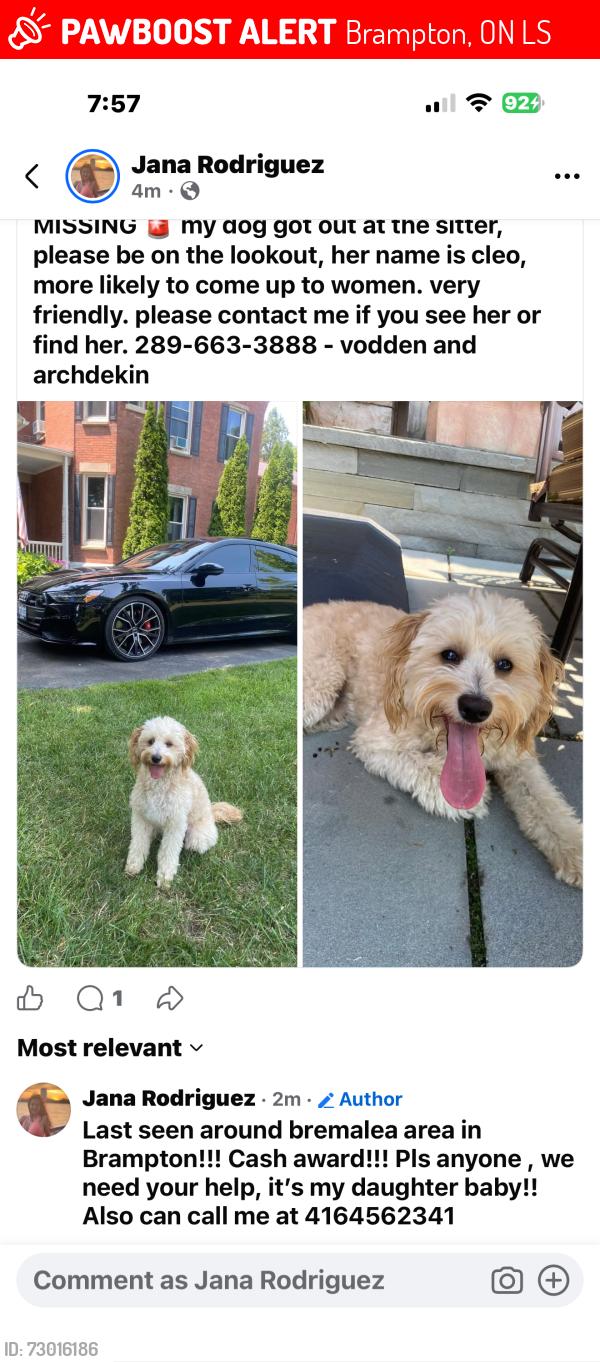 Lost Female Dog last seen Bremalea, Brampton , Brampton, ON L6S