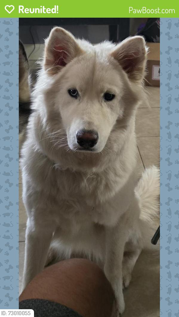 Reunited Female Dog last seen Grandview Blvd & N 16 St, Kansas City, KS 66102, USA, Kansas City, KS 66102