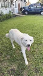 Found/Stray Unknown Dog last seen dillard st in grand prairie , Grand Prairie, TX 75050